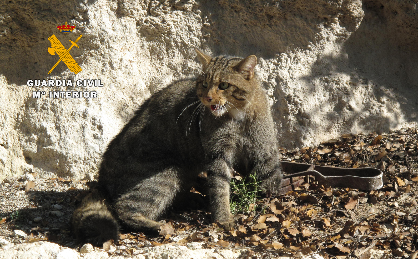 Ejemplar de gato montés caído en un cepo y liberado por el Seprona. (Imagen: Seprona)