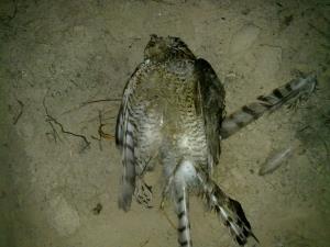 Gavilán tiroteado. Es una de las víctimas más numerosas de la caza furtiva. Imagen: SEO/BirdLife
