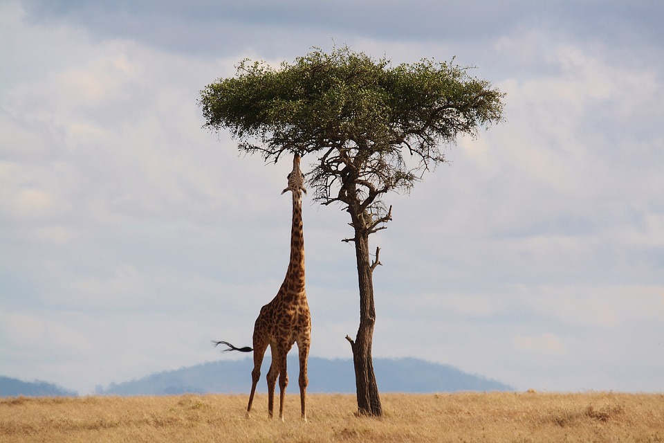 Es la más alta de todas las especies de animales terrestres existentes, pudiendo alcanzar los 5,8 metros. Imagen: Pixabay