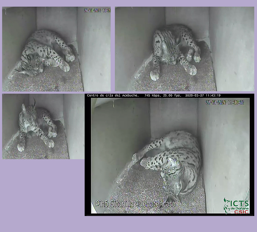 Imagen: webcam del centro de cría de El Acebuche