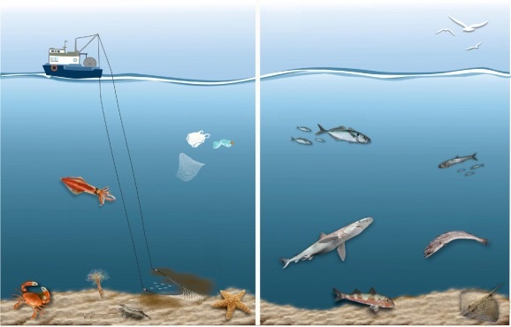 Ilustración que muestra los cambios en el ecosistema en un escenario con y sin regulación de la pesca. Imagen: Llope / IEO
