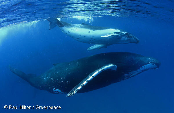 Ballenas jorobadas disfrutan de aguas cálidas en Tonga, Océano Pacífico. Foto: © Paul Hilton / Greenpeace