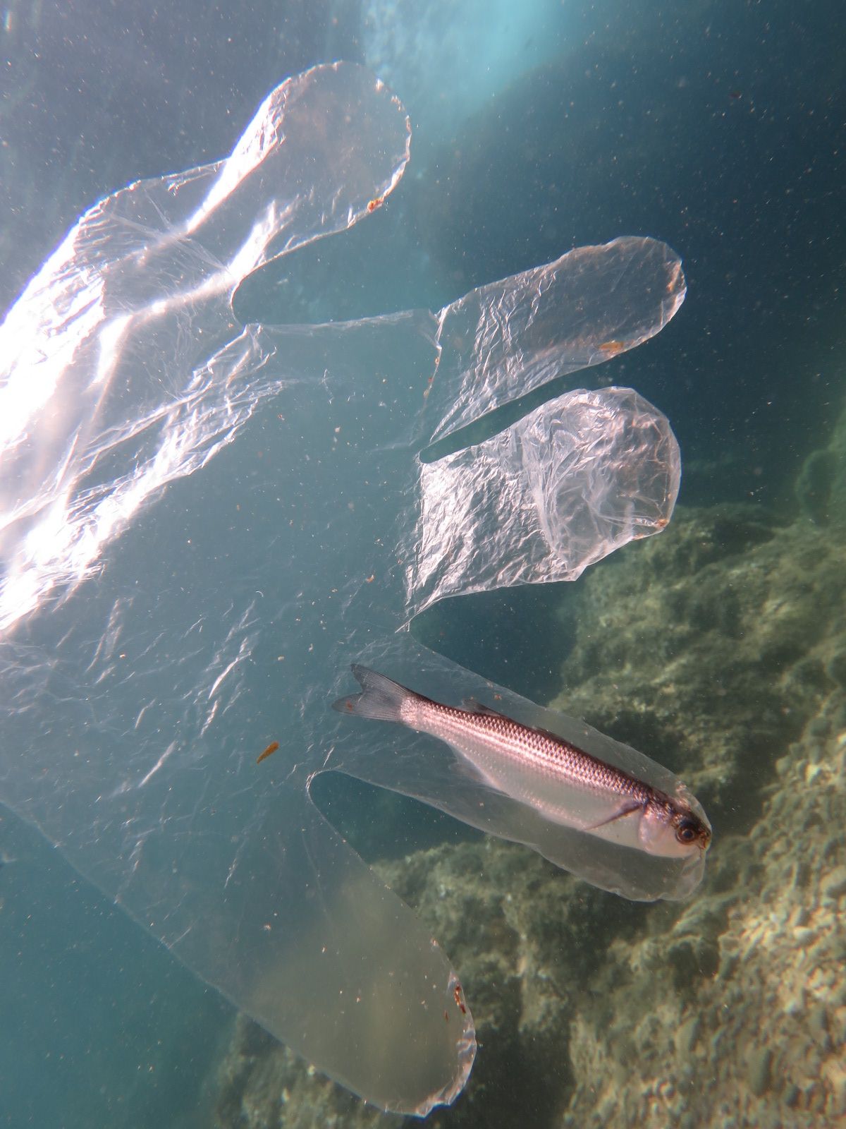 Un pez, en el interior del dedo de un guante de plástico. Imagen: WWF