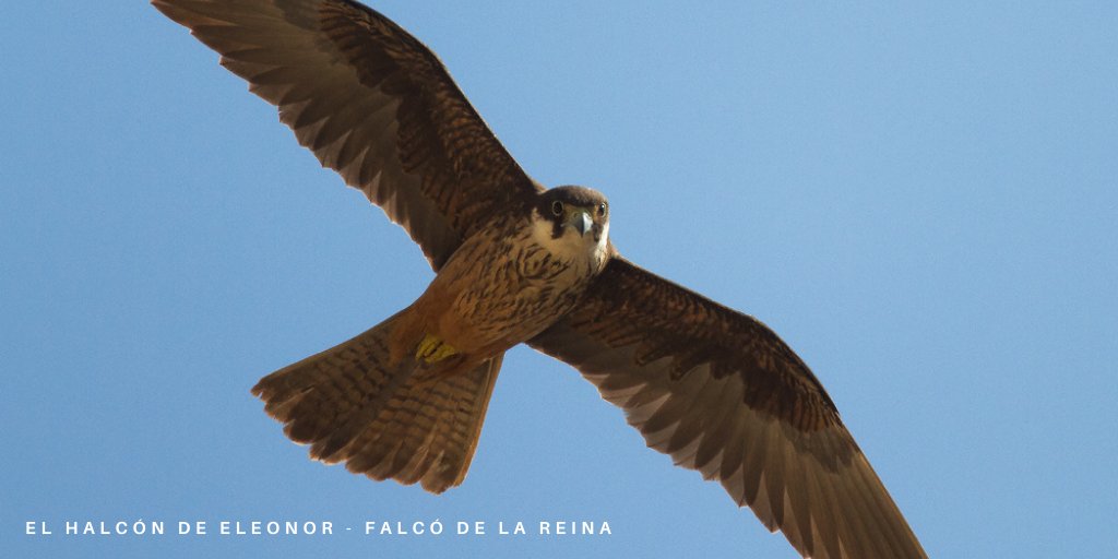 Cerca de 60 parejas reproductoras ocupan la Reserva Natural de las Islas Columbretes. Imagen: Comunidad Valenciana