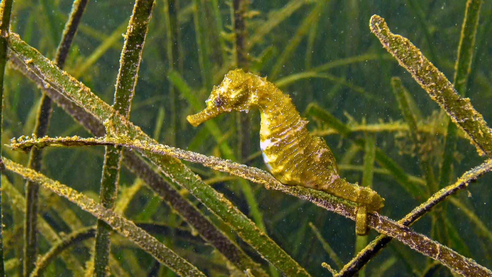 Hippocampus hippocampus. Foto: HIC Summit