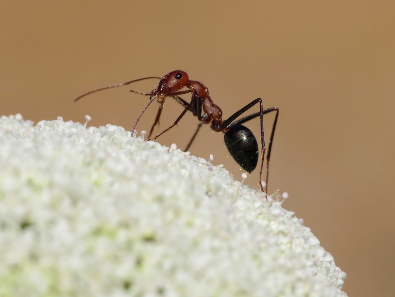 La hormiga del desierto ('Cataglyphis velox') habita en el norte de África y sur de Europa y suele anidar en la arena y debajo de piedras. Foto: J. Manuel Vidal Cordero  / CSIC