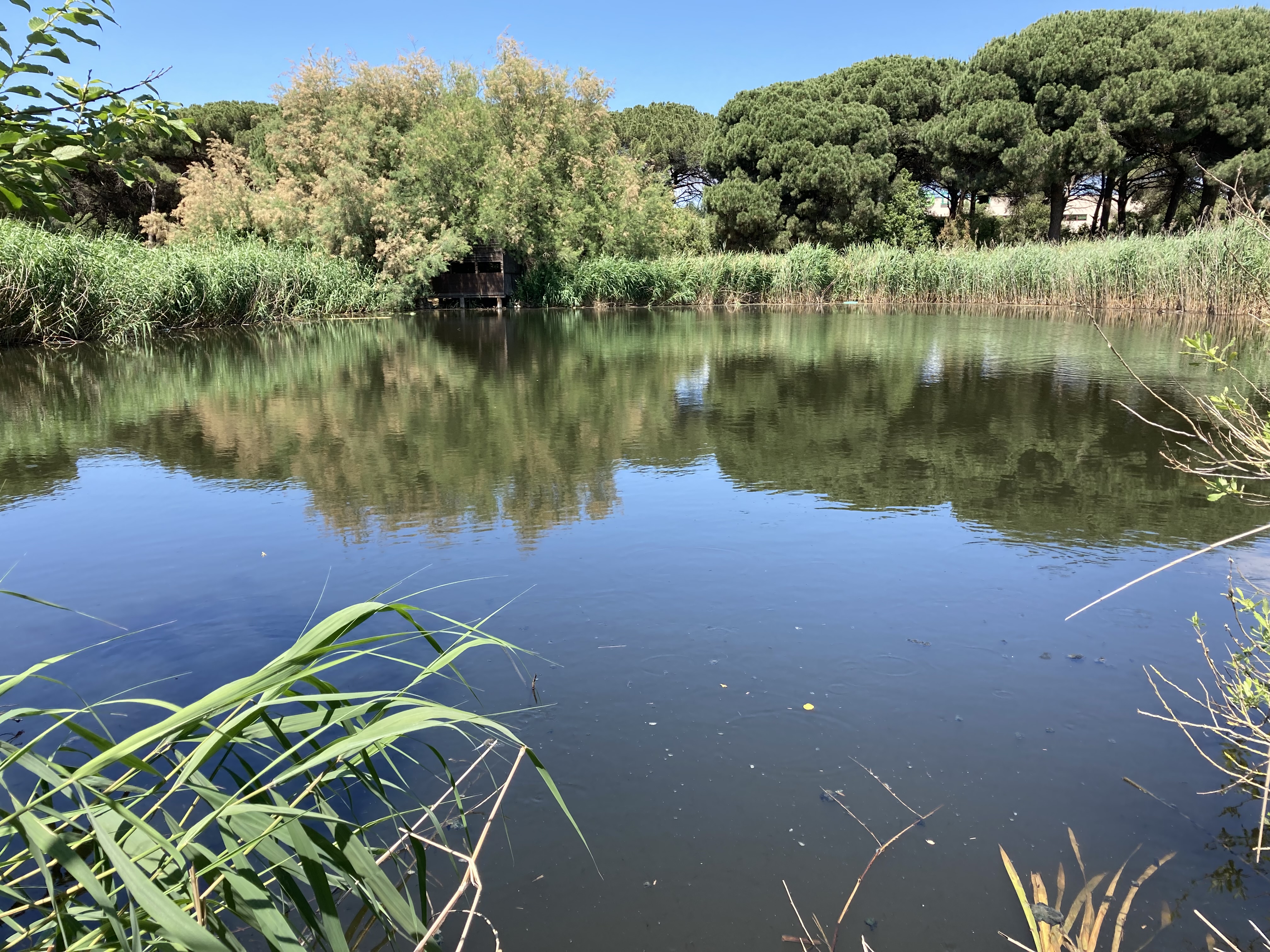 Humedal de Can Cabanyes, en Granollers (Barcelona). Foto: IDAEA-CSIC