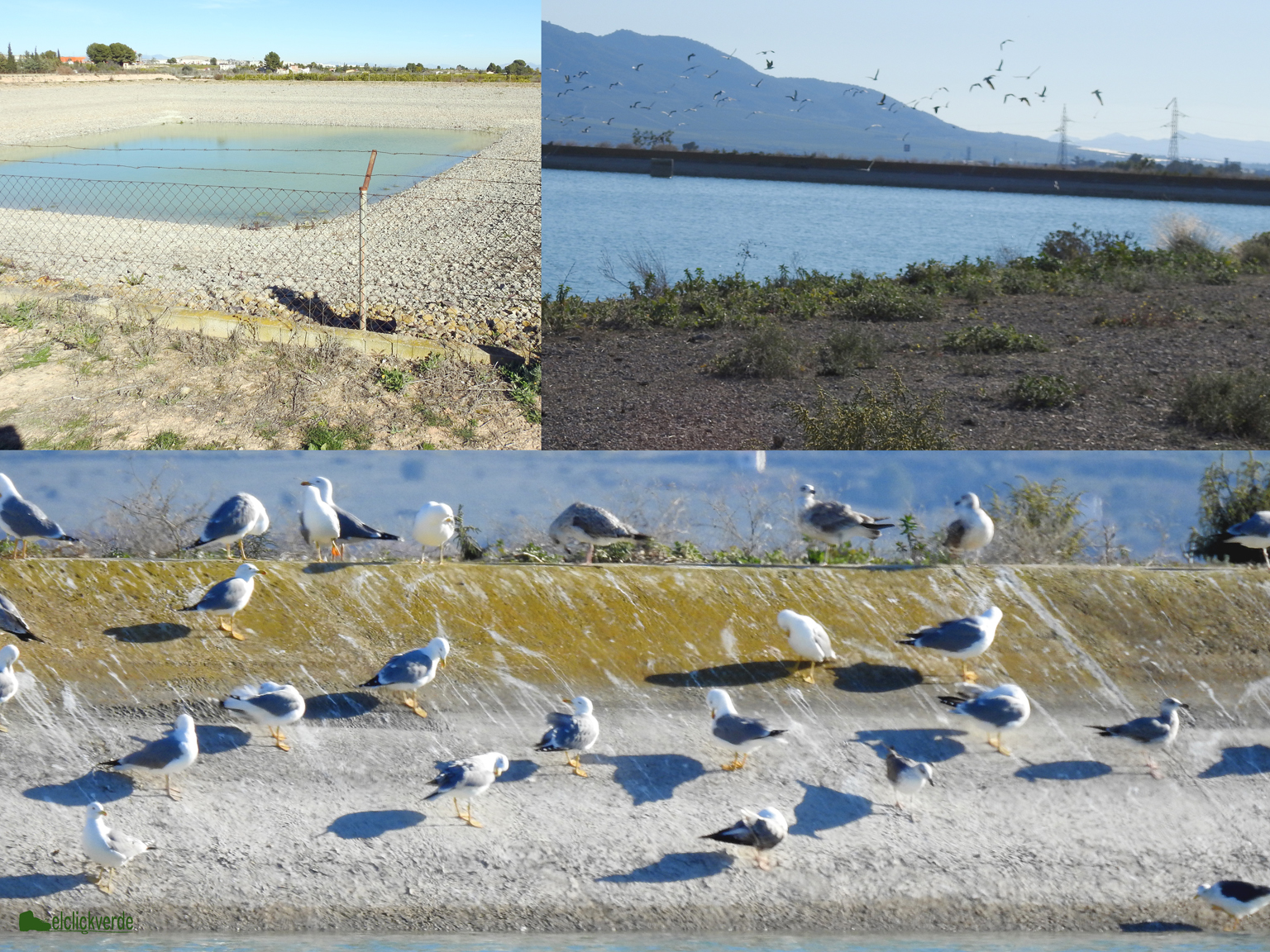 Tres imágenes de la ruta del pasado enero, en el Censo de Aves Acuáticas Invernantes de SEO/birdLife