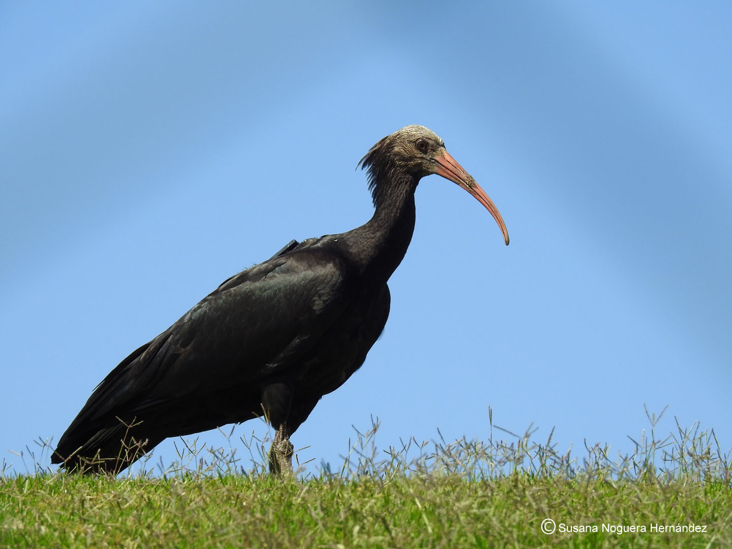 Uno de los preciosos ibis eremitas que hoy comían tranquilamente en un campo de golf. Imagen: Susana Noguera Hernández