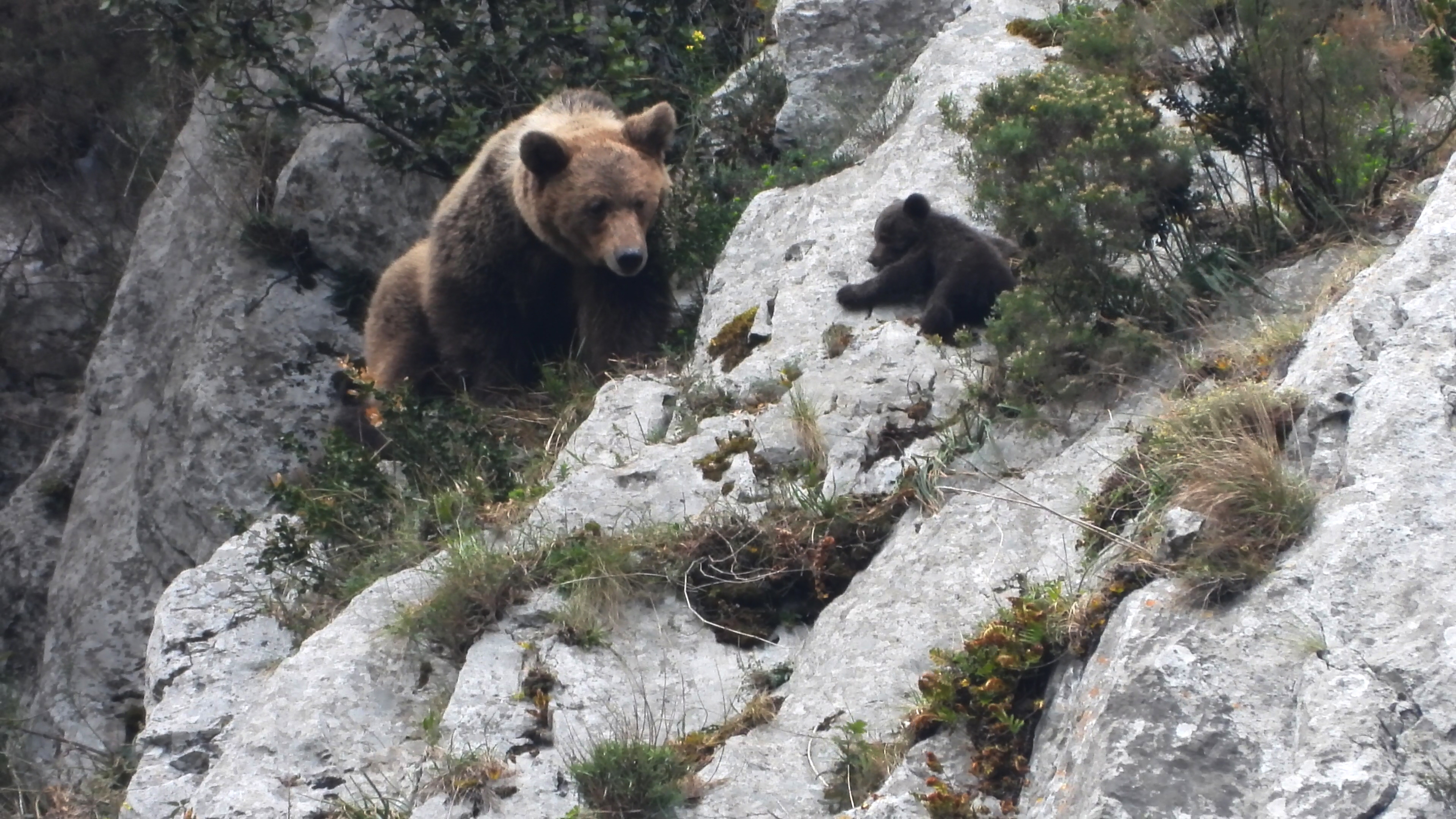 Imagen de una hembra de oso pardo y una de sus crías tomada en Asturias. Foto: Vincenzo Penteriani