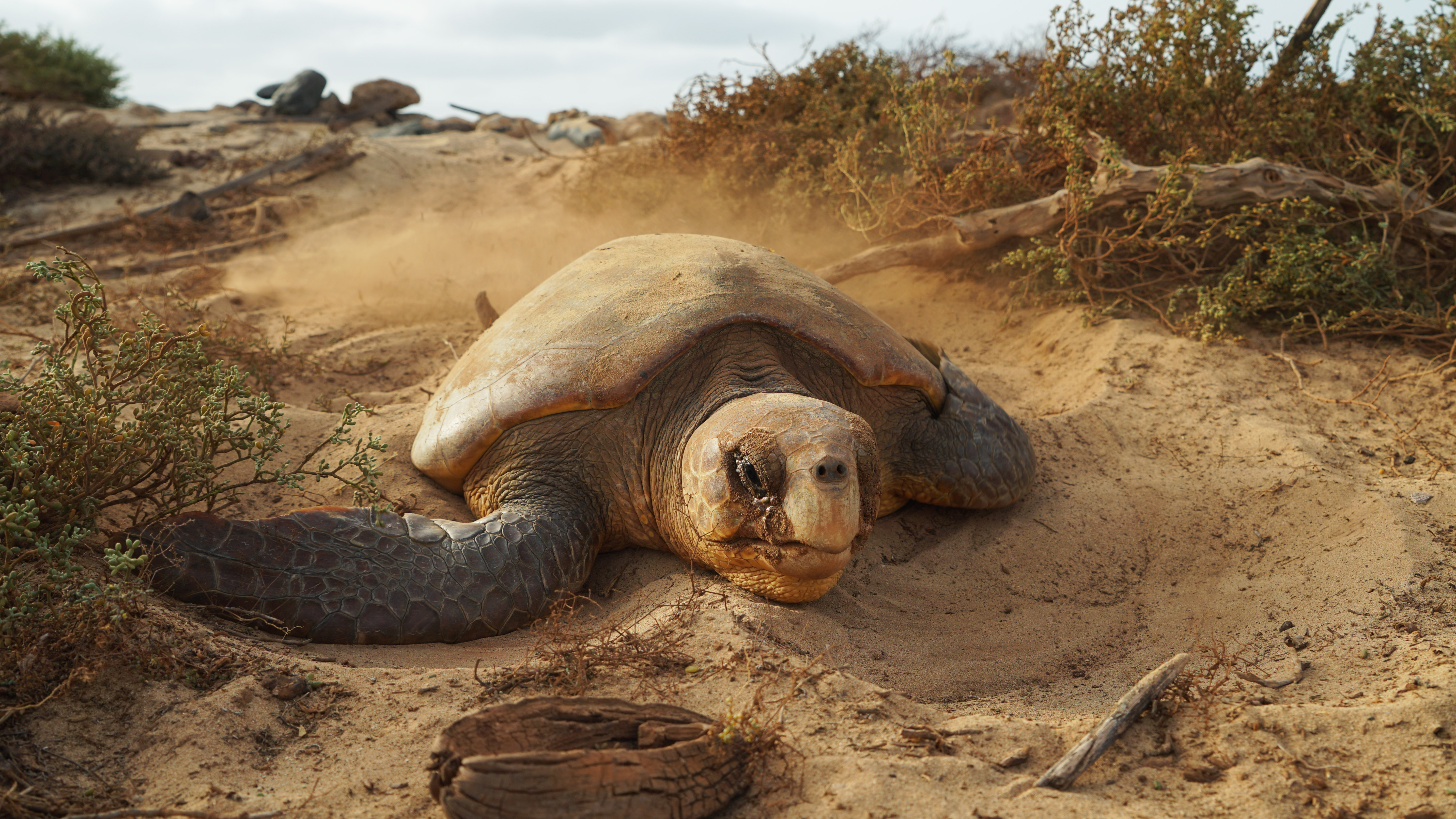 La tortuga boba es el quelonio más común que habita en aguas españolas. Imagen: Fundación Oceanogràfic