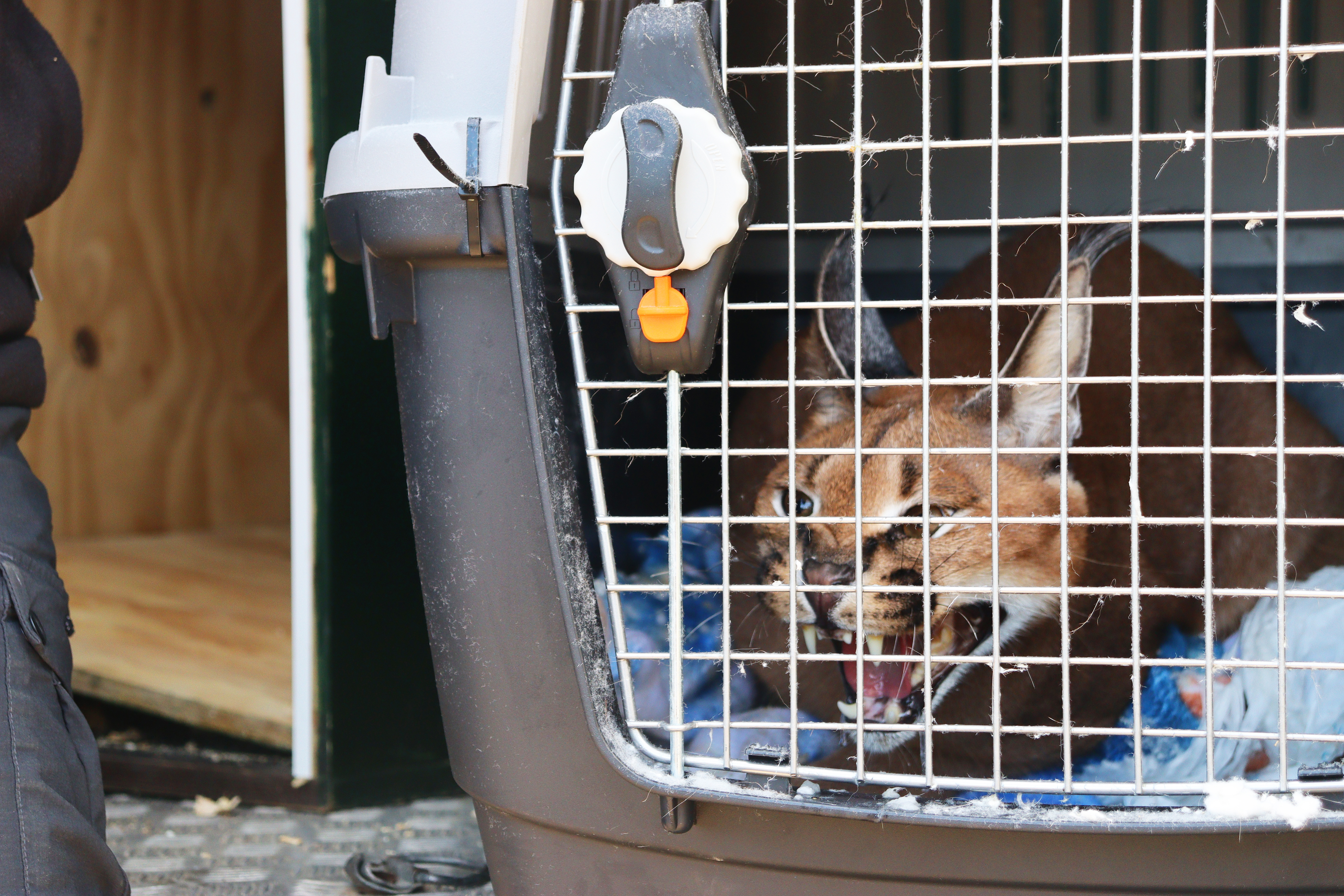 Jakar, el caracal que fue encontrado vagando en un jardín de un particular en Málaga