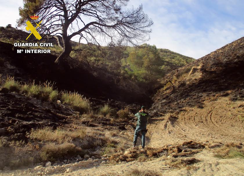 Afectó a terreno con vegetación de monte bajo y arbustos, así como a dos pinos mediterráneos de grandes dimensiones. Foto: Seprona