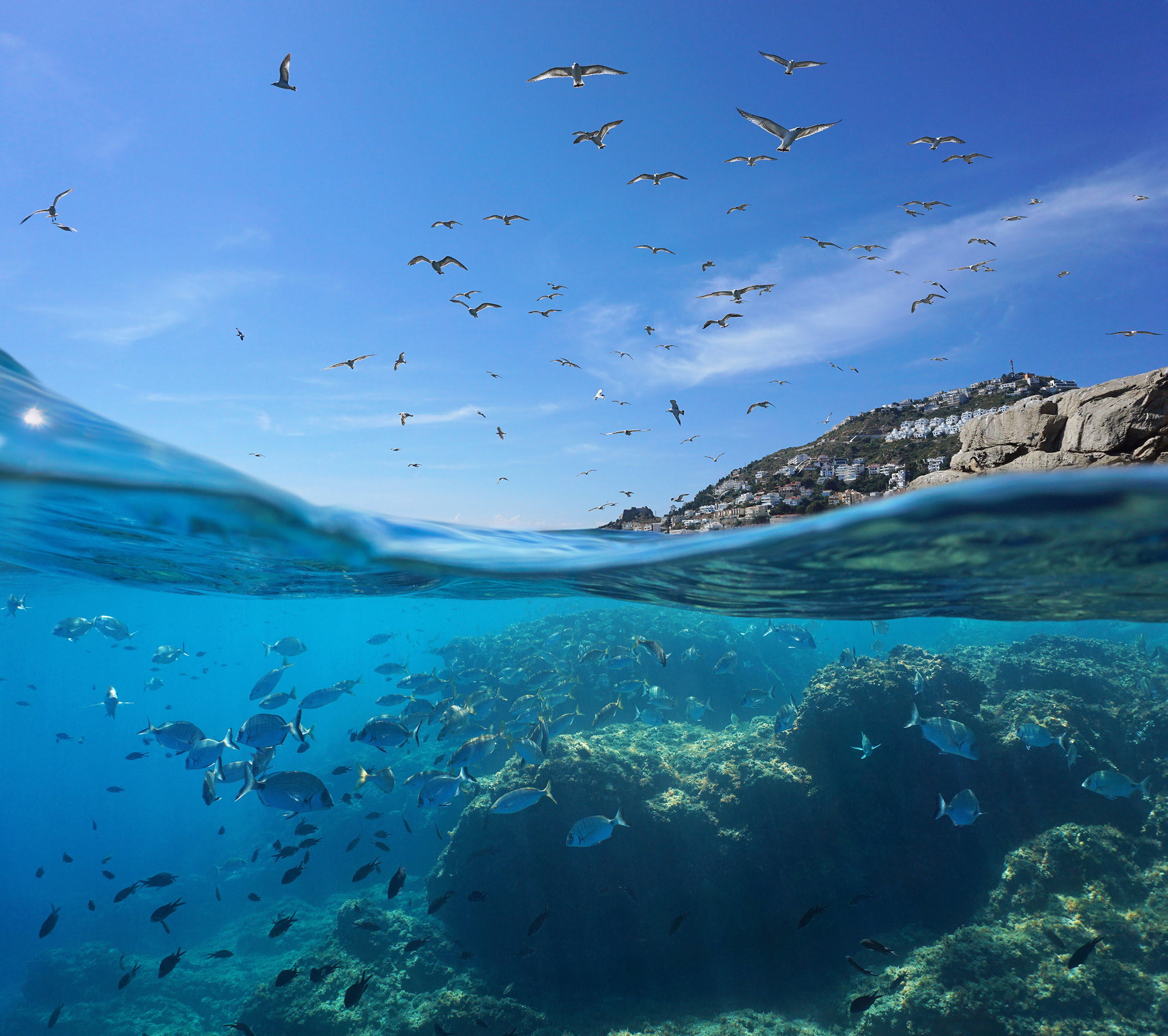 La costa levantina y el mar de Alborán, en España, es una de las zonas cuya conservación resulta clave para recuperar la biodiversidad. Imagen: WWF