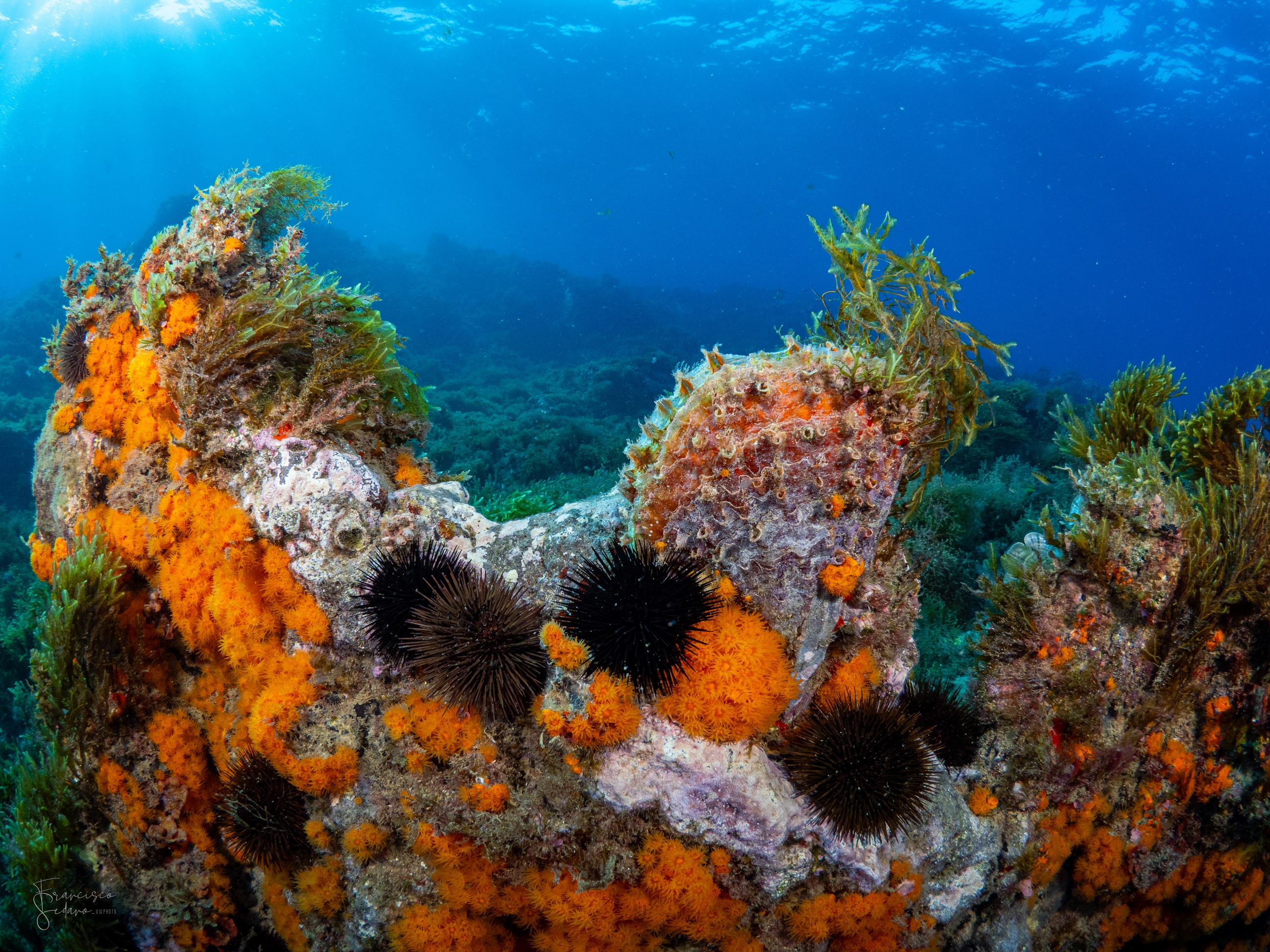Algunos de los hábitats tienen alto valor ecológico. Foto: IEO-CSIC. Algunos de los hábitats tienen alto valor ecológico. Foto: IEO-CSIC