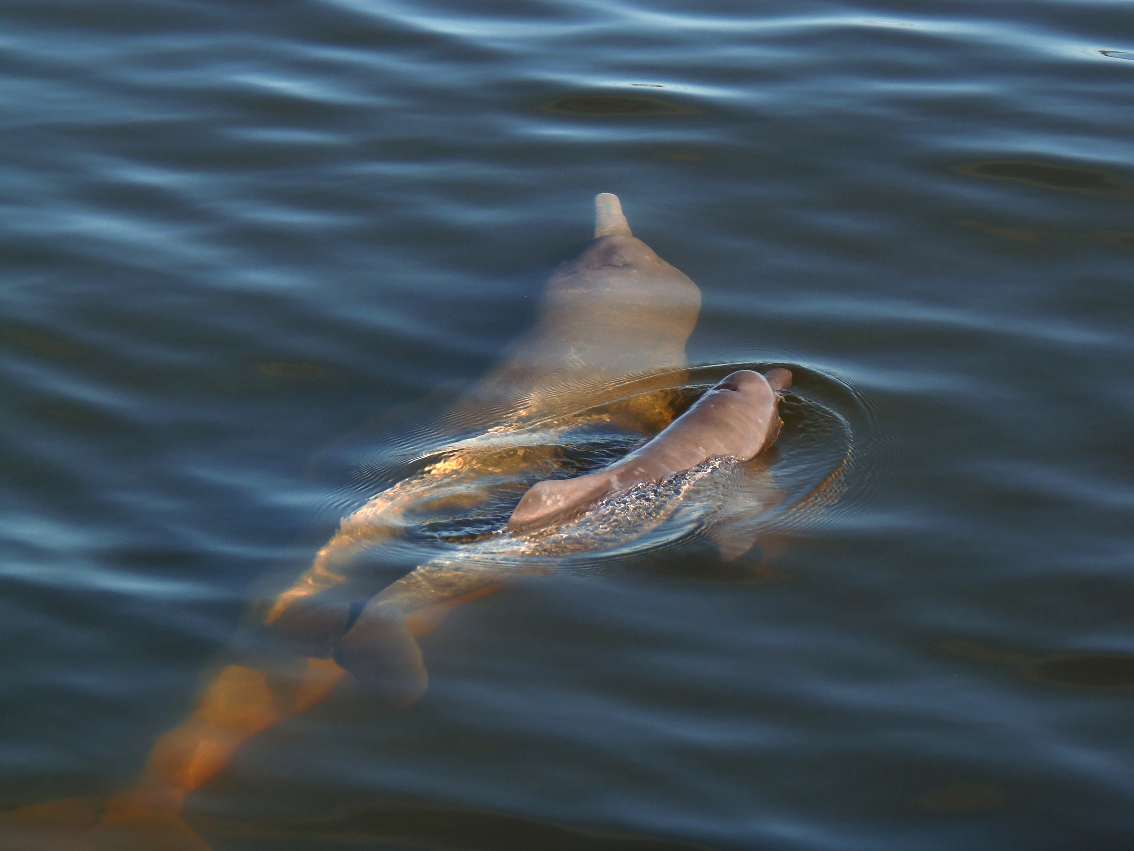 Delfín rosado (Inia araguaiaensis). Imagen: Gabriel Melo Santos 2