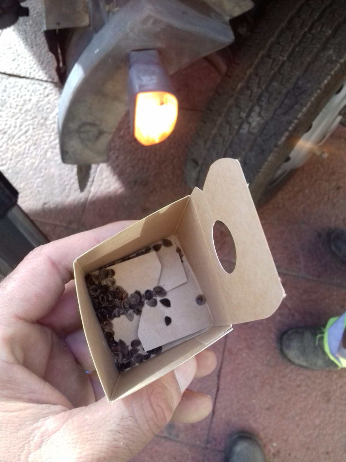 Tamaño de los insectos beneficiosos. En las cajas puede haber larvas, a punto de eclosionar o eclosionadas. Imagen: Ayto. de Murcia
