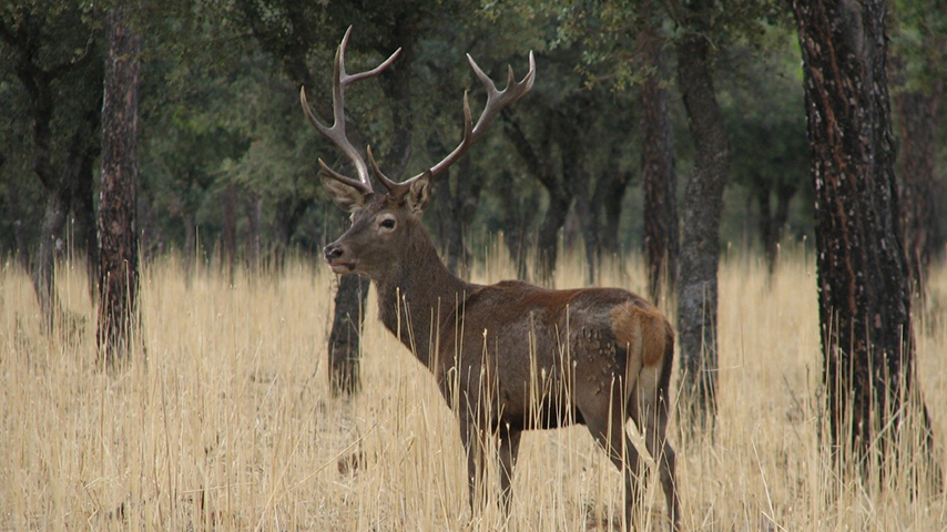 Un ciervo, el mayor herbívoro de nuestra fauna. Imagen: UCLM
