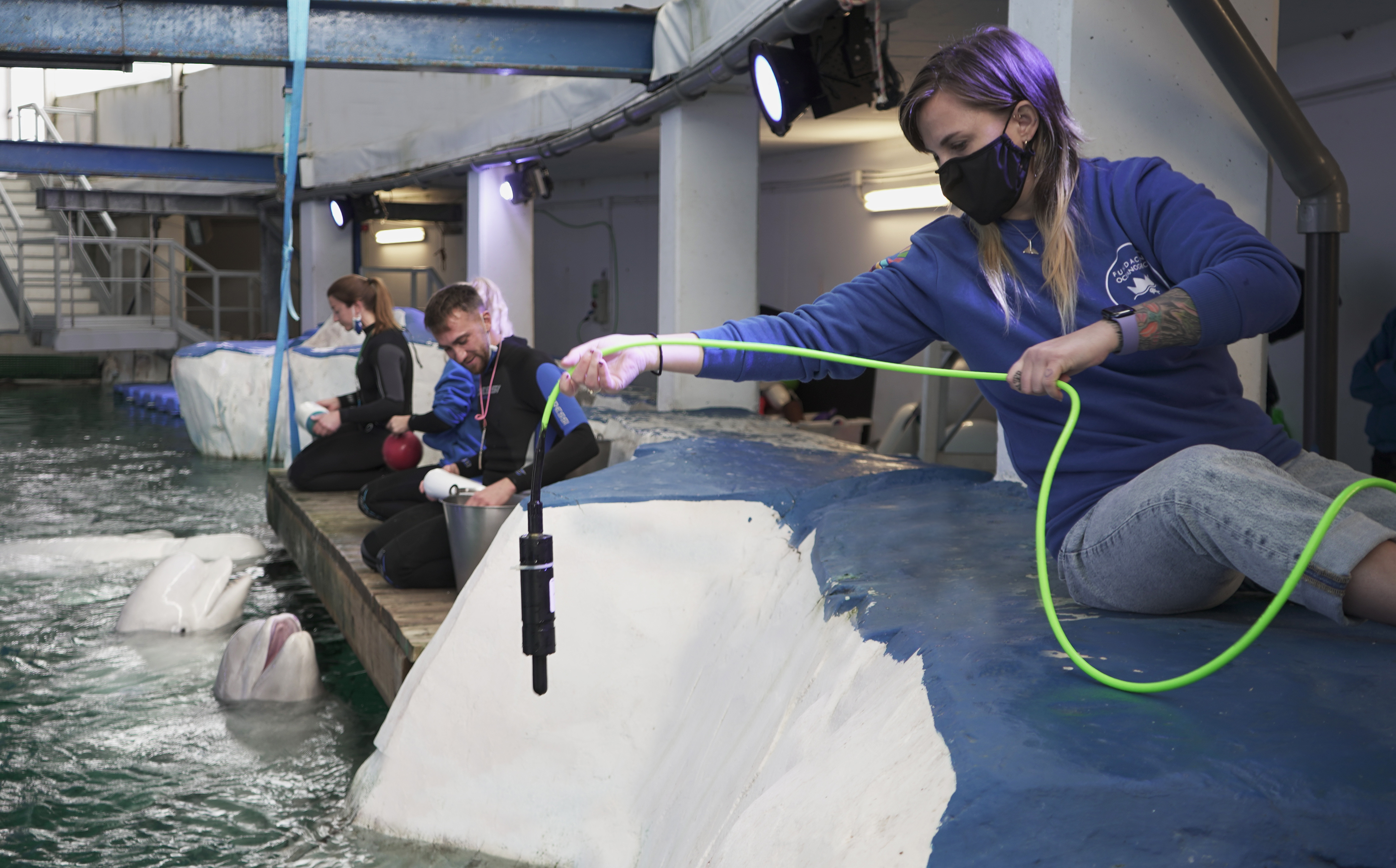 La doctora Audra, acercando un hidrófono a las belugas del Oceanogràfic. Imagen: Oceanogràfic