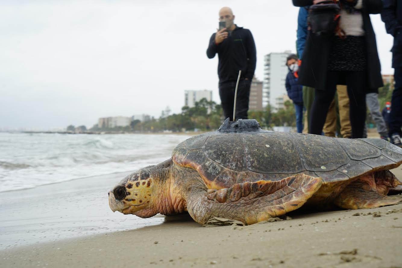 La tortuga Voramar, con 56 kilos, vuelve al mar. Imagen: Oceanogràfic