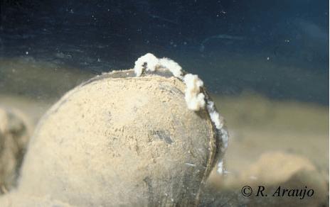 Ejemplar de la náyade 'Margaritifera auricularia' liberando masas de larvas. Imagen: R. Araujo / MNCN