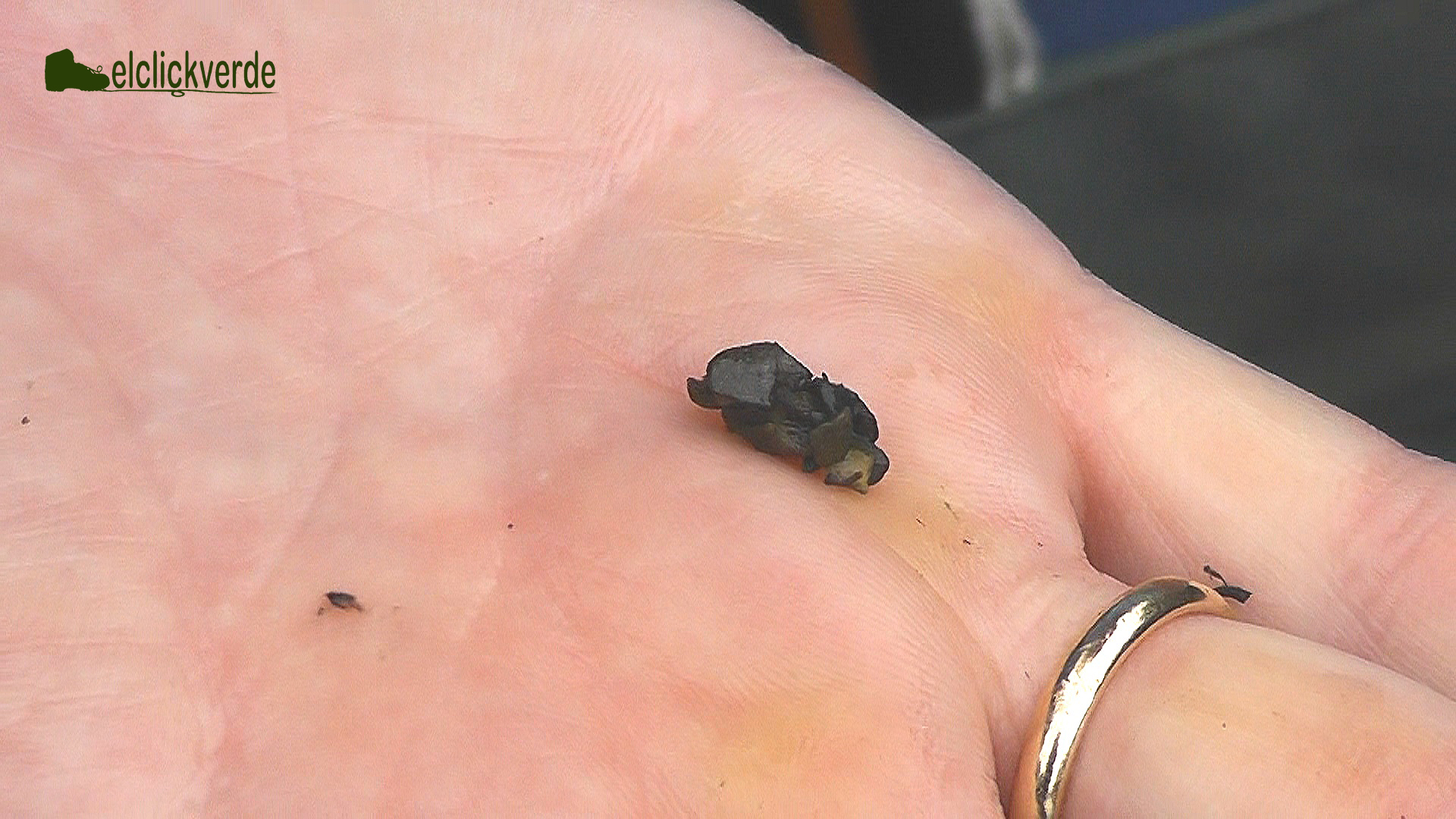 Larva de tricóptero con su vivienda, el canutillo.