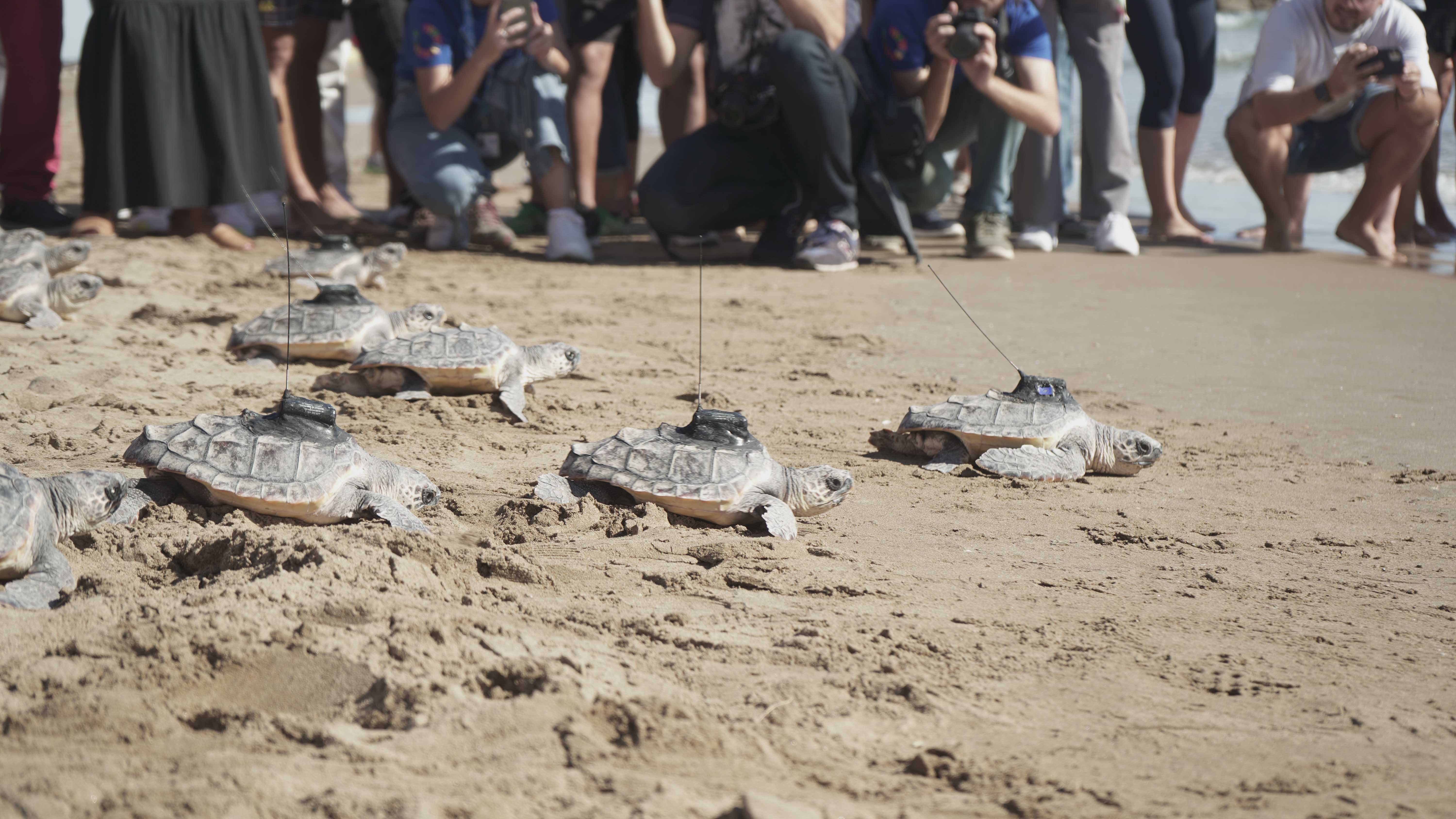 Ocho tortugas marinas llevaban instalado un emisor satelital para conocer su recorrido. Foto: Oceanogràfic 