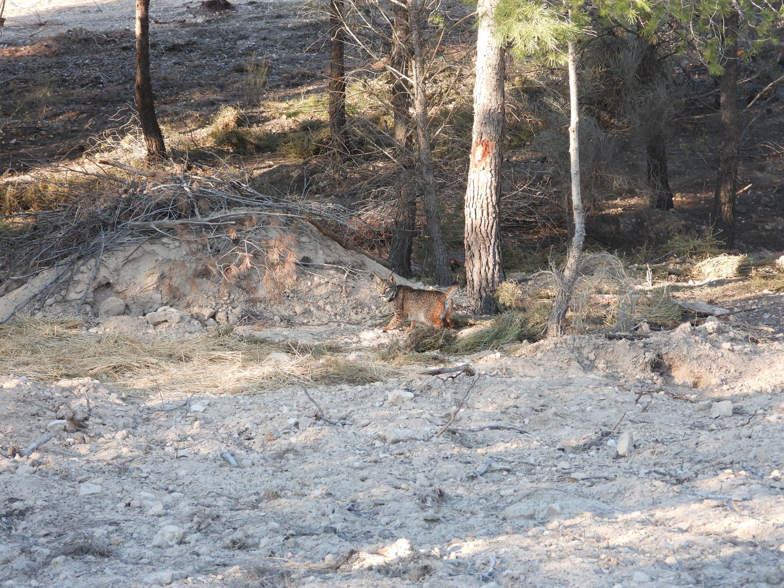 Uno de los linces liberados en las Tierras Altas de Lorca. Foto: CARM