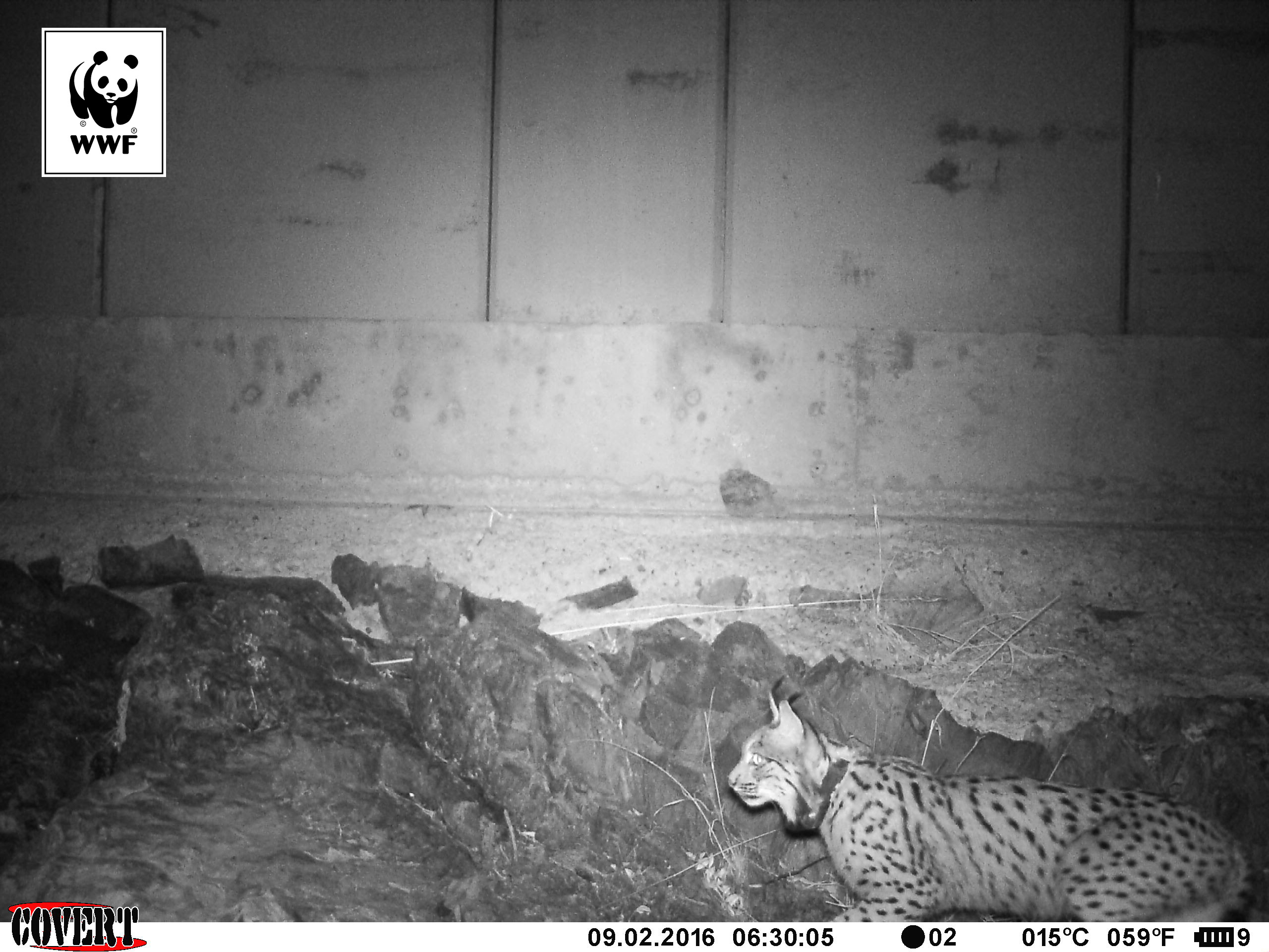 Un lince es captado por una cámara de fototrampeo haciendo uso de un paso de fauna. Imagen: WWF