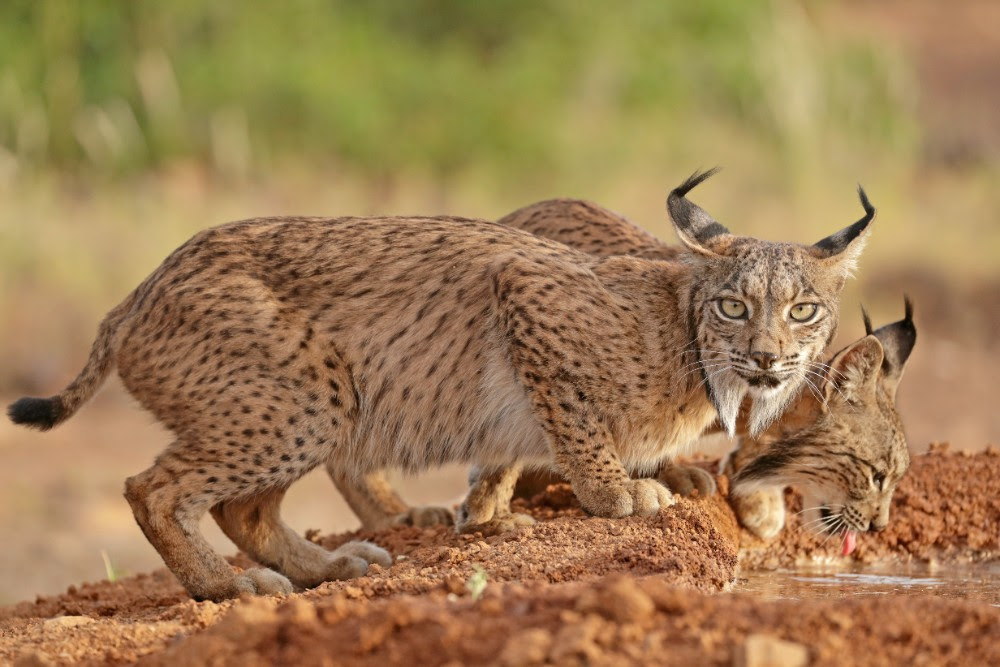 El lince ha mostrado una adaptabilidad a nuevos hábitats. Foto: WWF