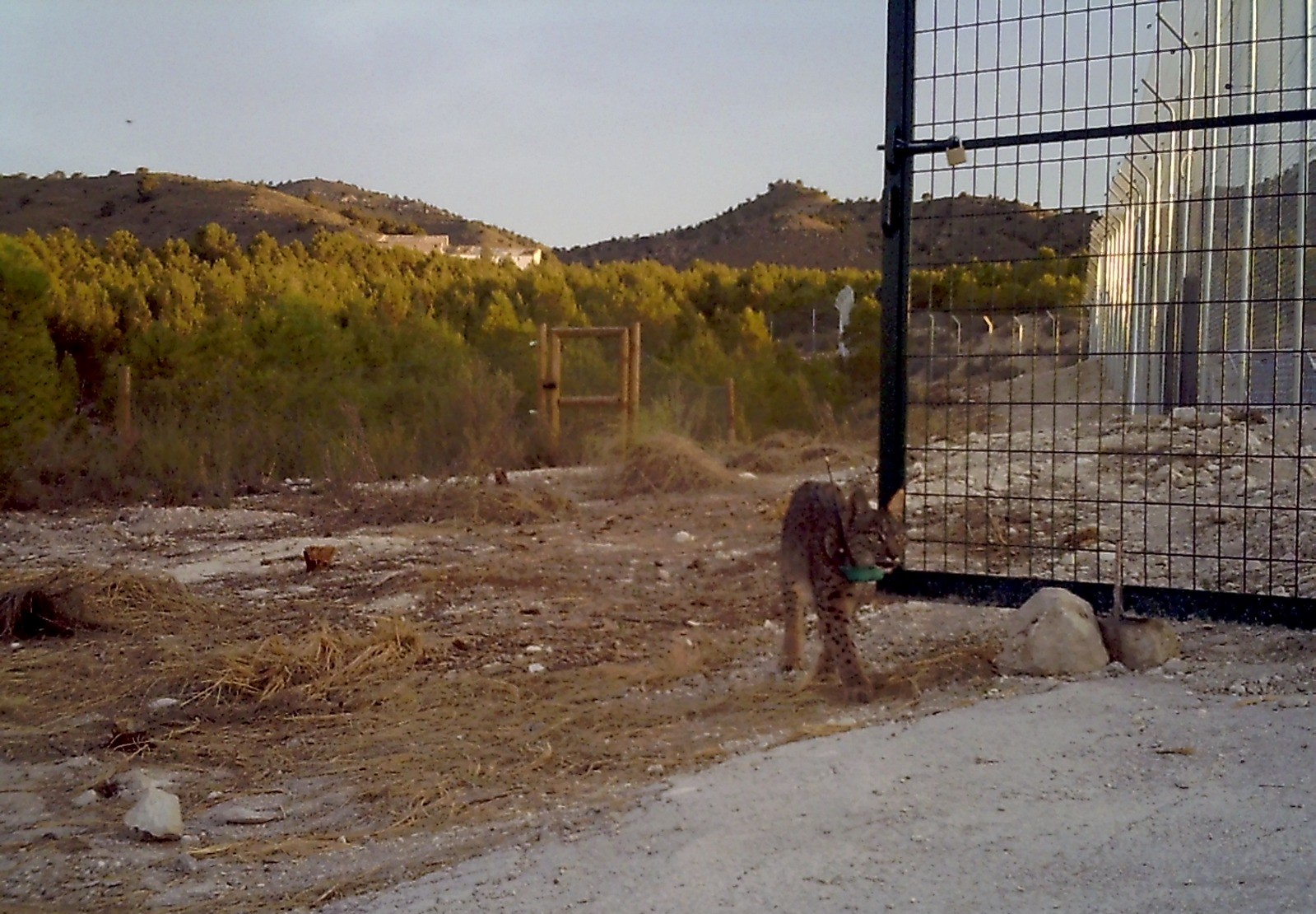 Tahúlla y Tiko son dos de los cuatro linces ibéricos que llegaron a la Región de Murcia . Foto: CARM