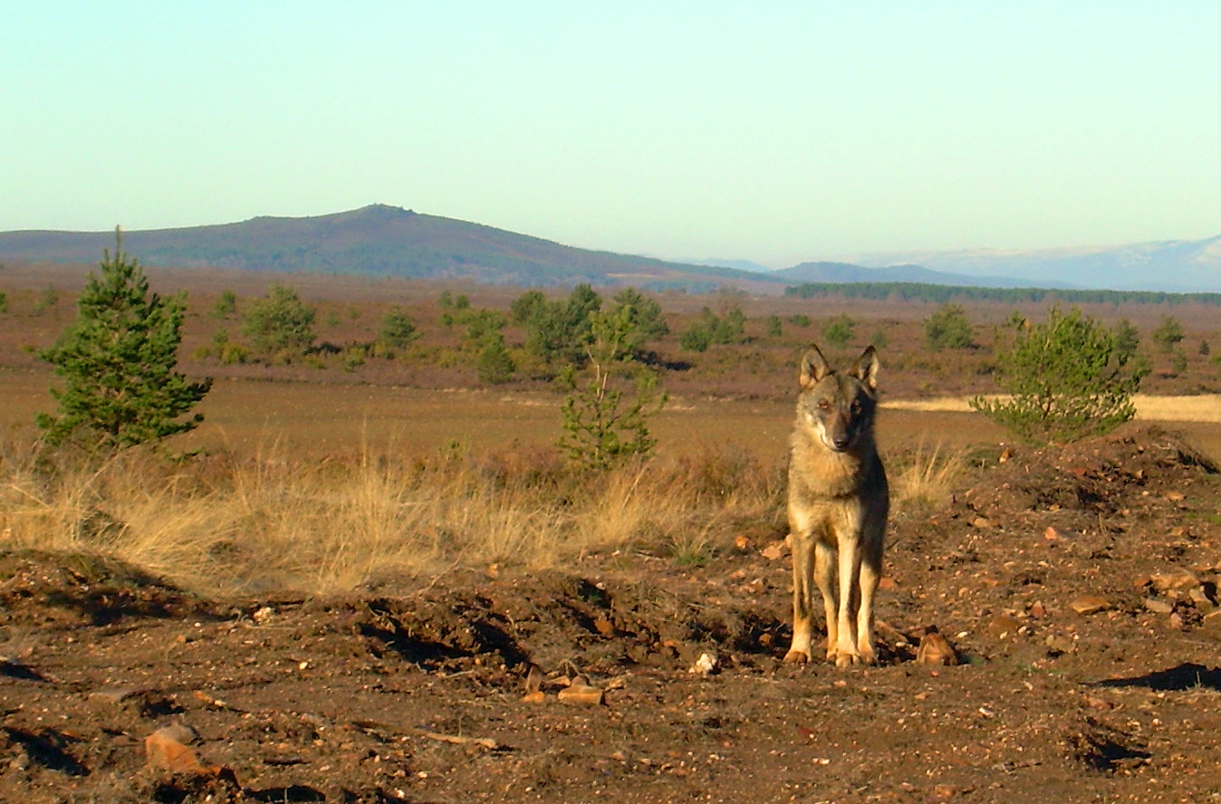 Una loba, ('Canis lupus signatus'), en la Sierra de la Culebra. Foto: Isabel Barja