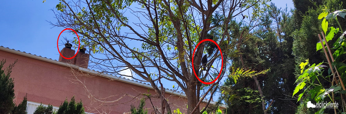La parejita, esperando 'en cola' para alimentar a la prole