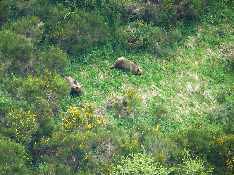 Un macho y una hembra de oso pardo, durante el celo en Somiedo (Asturias). Foto: Alberto Fernández Gil / CSIC