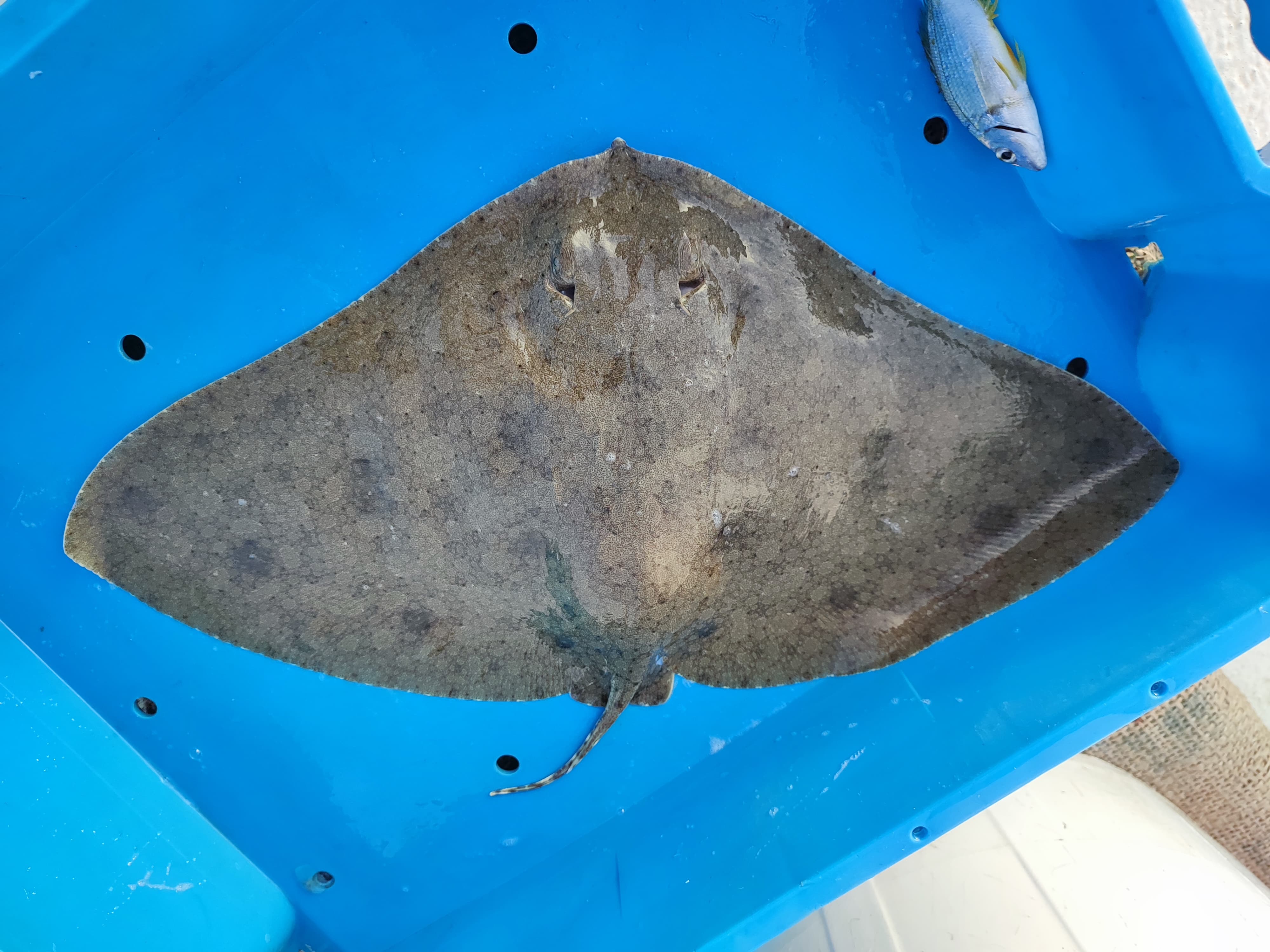 Una raya mantelina o raya mariposa espinuda (entre otros nombres populares). Foto: Guillermo Iborra