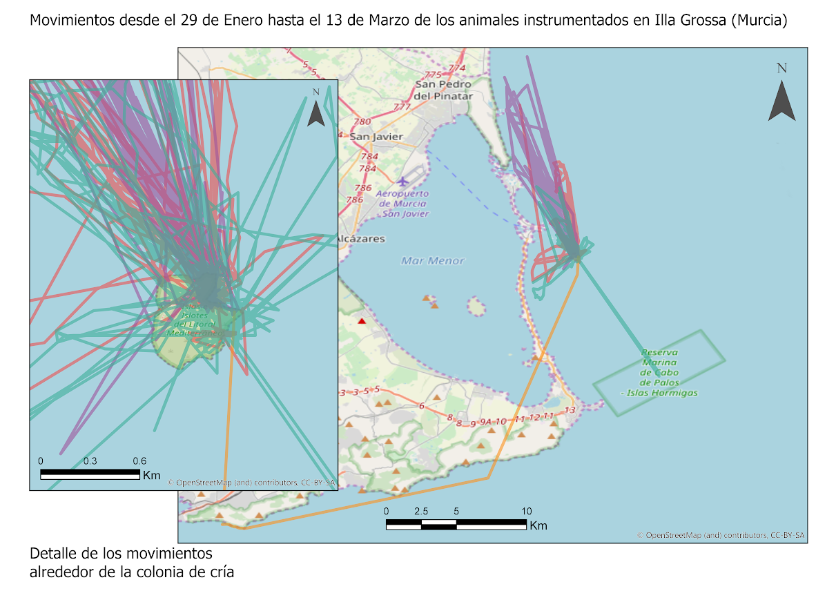 Mapa de movimiento obtenido hasta el momento de los cormoranes marcados en Isla Grosa. Imagen: UA - ANSE