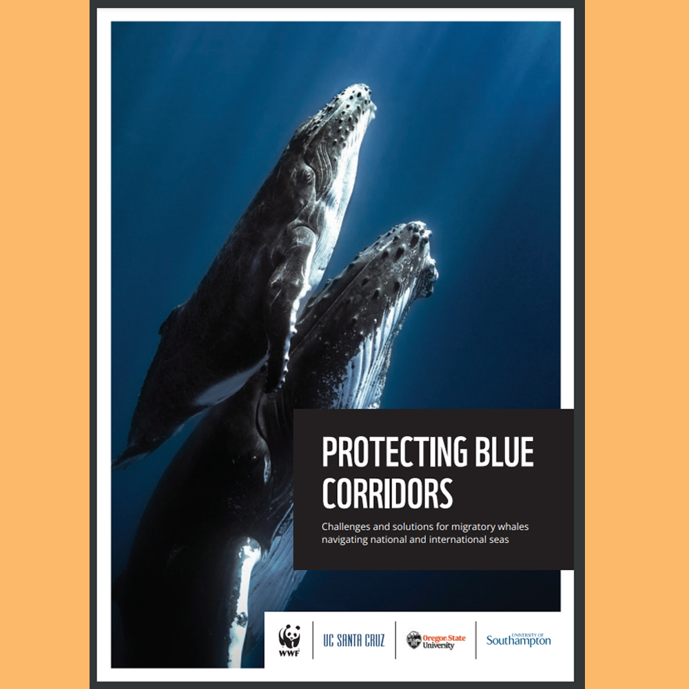 Portada del informe 'Protegiendo los corredores azules'. Imagen: WWF