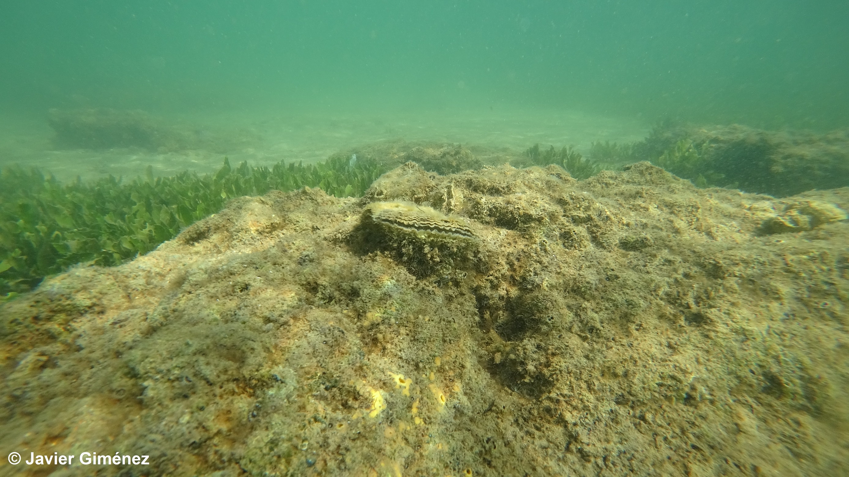 Ejemplar de ostra plana en el Mar Menor. Imagen: Javier Giménez / IEO