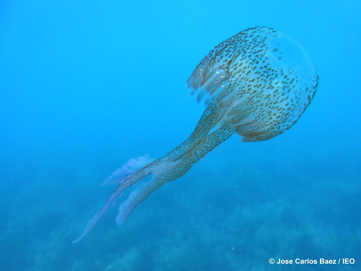 Ejemplar de la medusa 'Pelagia nocticula', muy abundante en el Mediterráneo. Imagen: CSIC