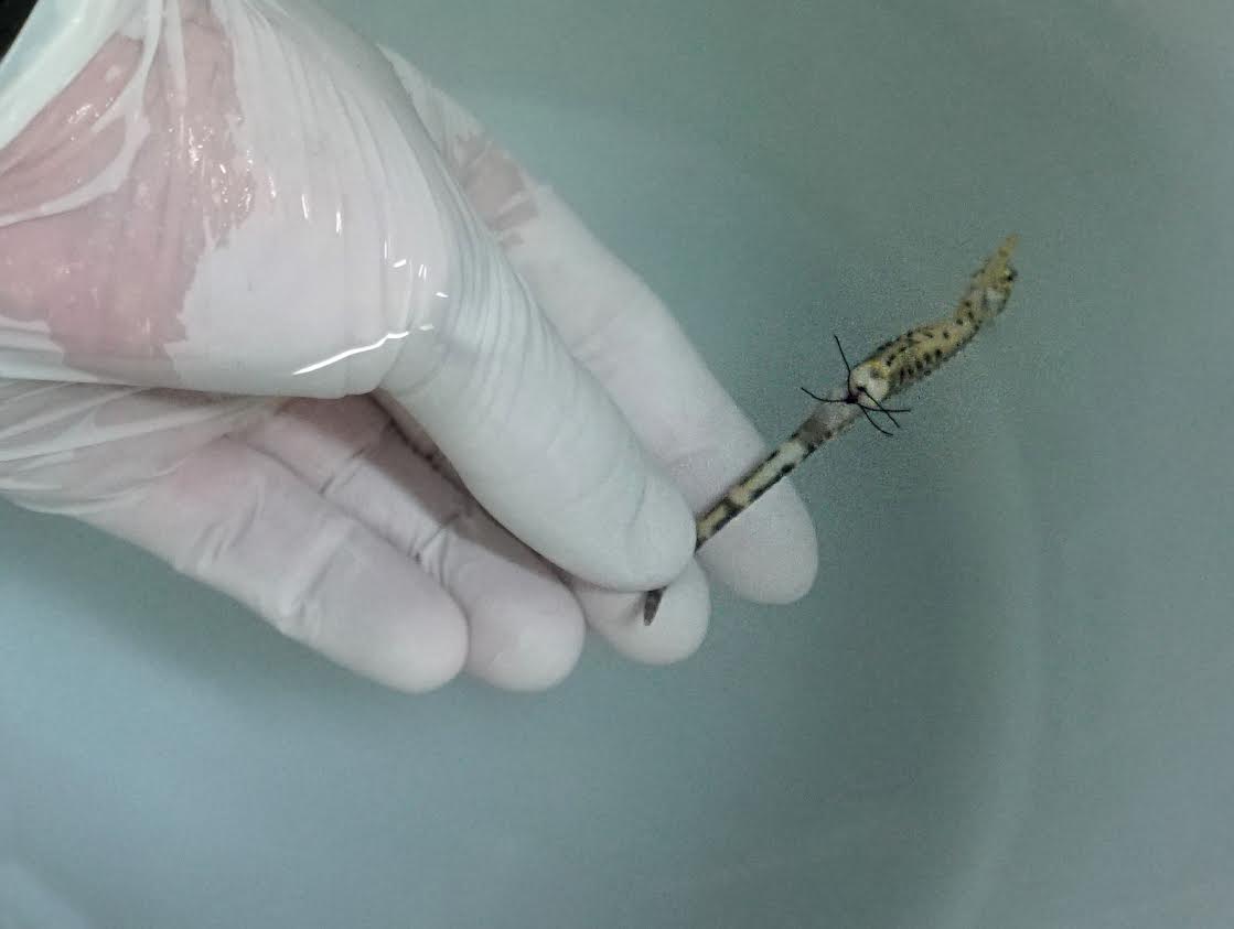 El pequeño caballito de mar, con un punto de sutura. Imagen: Oceanogràfic 