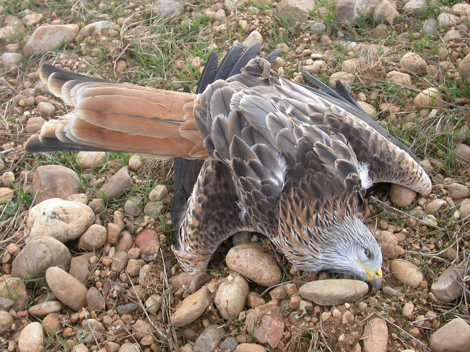 En 2011, los agentes localizaron 60 cadáveres de fauna envenenada o tiroteada, entre ellas un águila imperial ibérica y seis milanos reales como el de la fotografía. Imagen: WWF