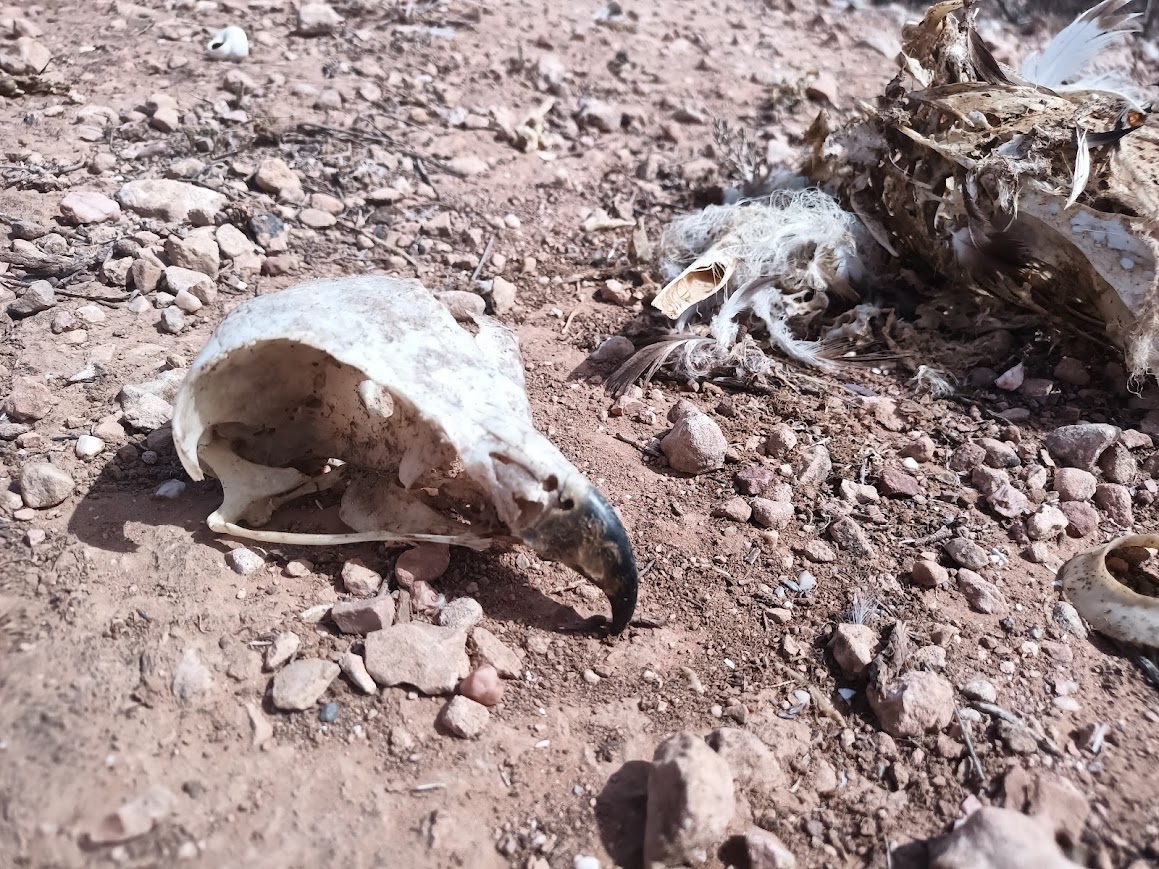 Restos de una de las seis rapaces electrocutadas, recientemente hallados. Foto: ANSE