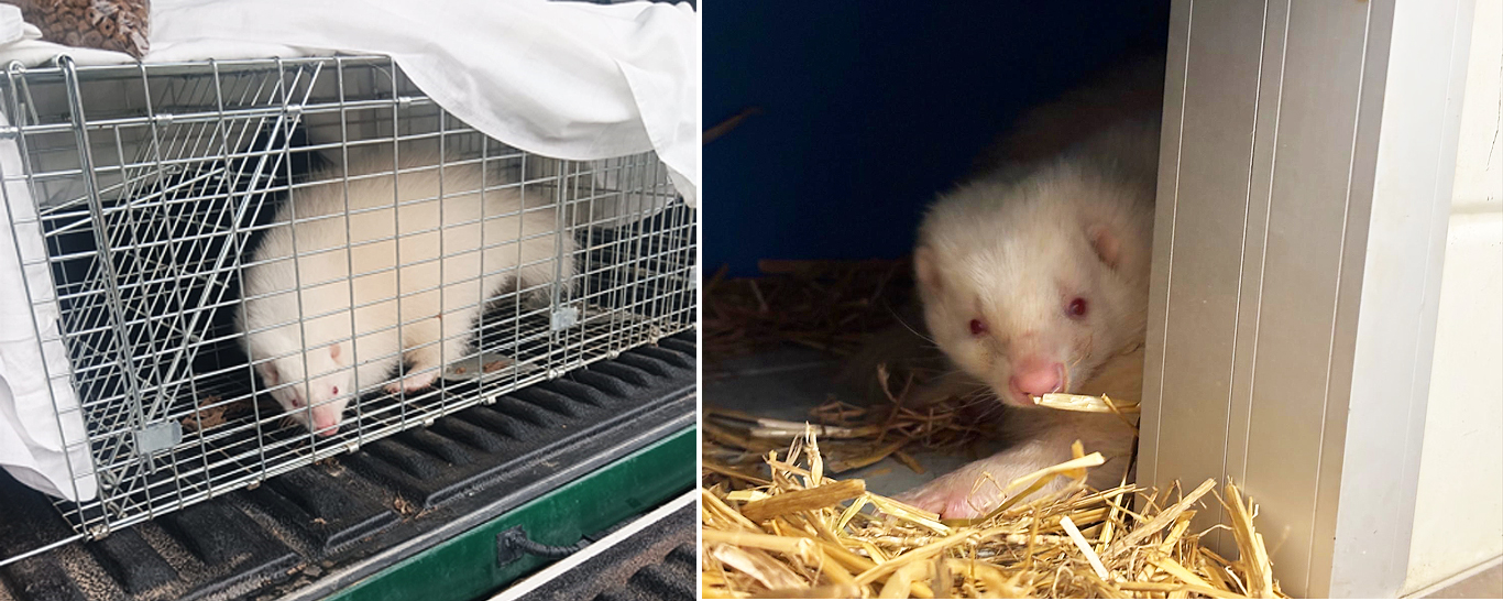 Izda: Mofeta albina en una jaula. Decha: Mofeta Francis, también albina, ya en AAP. Fotos: Coalición para el Listado Positivo