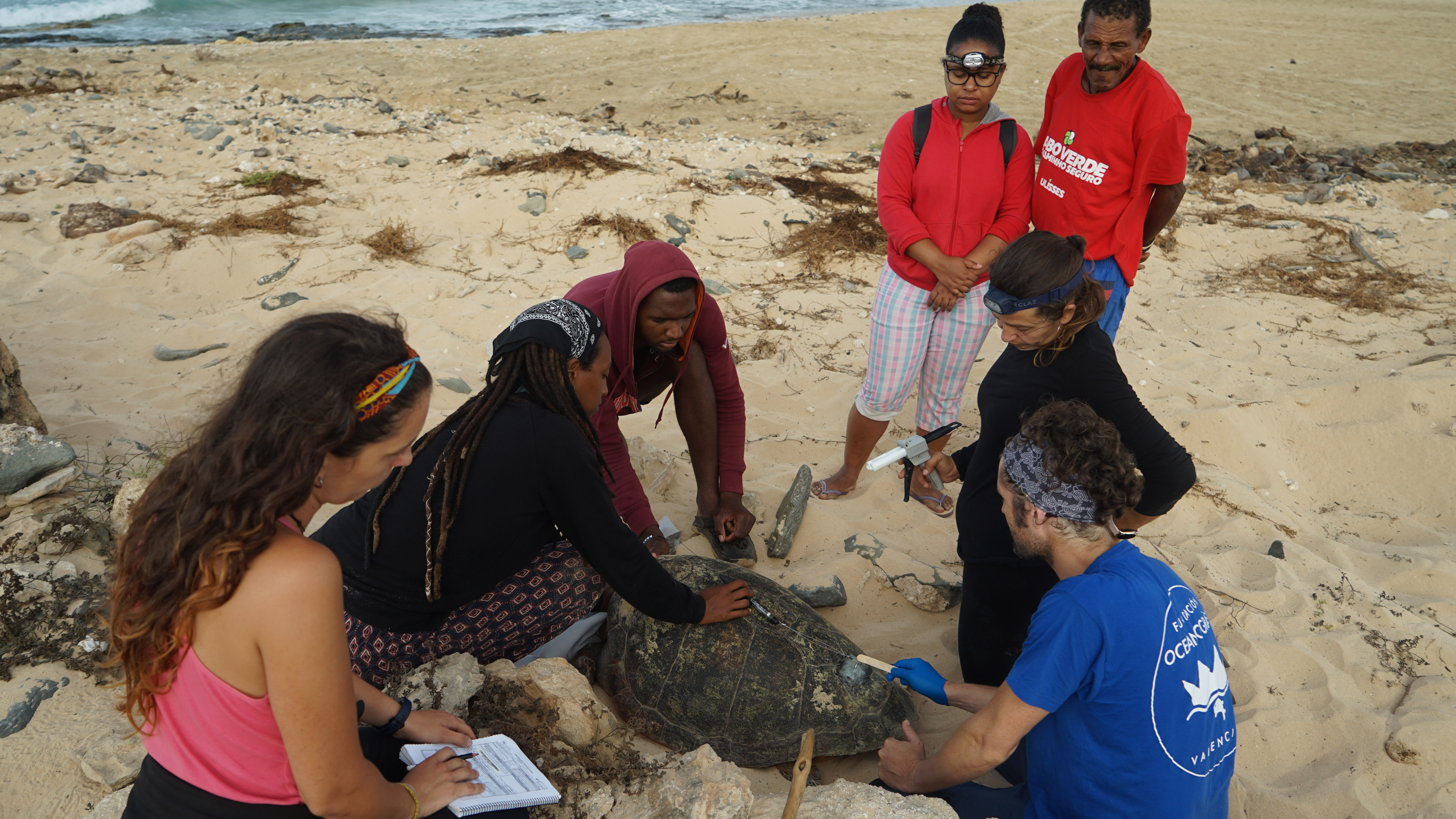 En tres de las tortugas evaluadas se instalaron dispositivos satélites para rastrear su recorrido. Imagen: Fundación Oceanogràfic