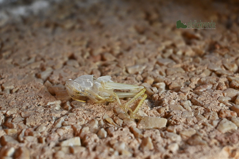 Exoesqueleto del saltamontes saltamontes egipcio o langosta egipcia