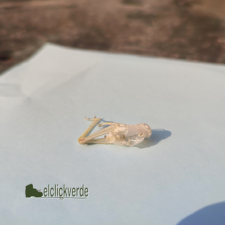 Muda o exuvia; parte trasera con la abertura de salida del ejemplar, sobre hoja de papel azulada