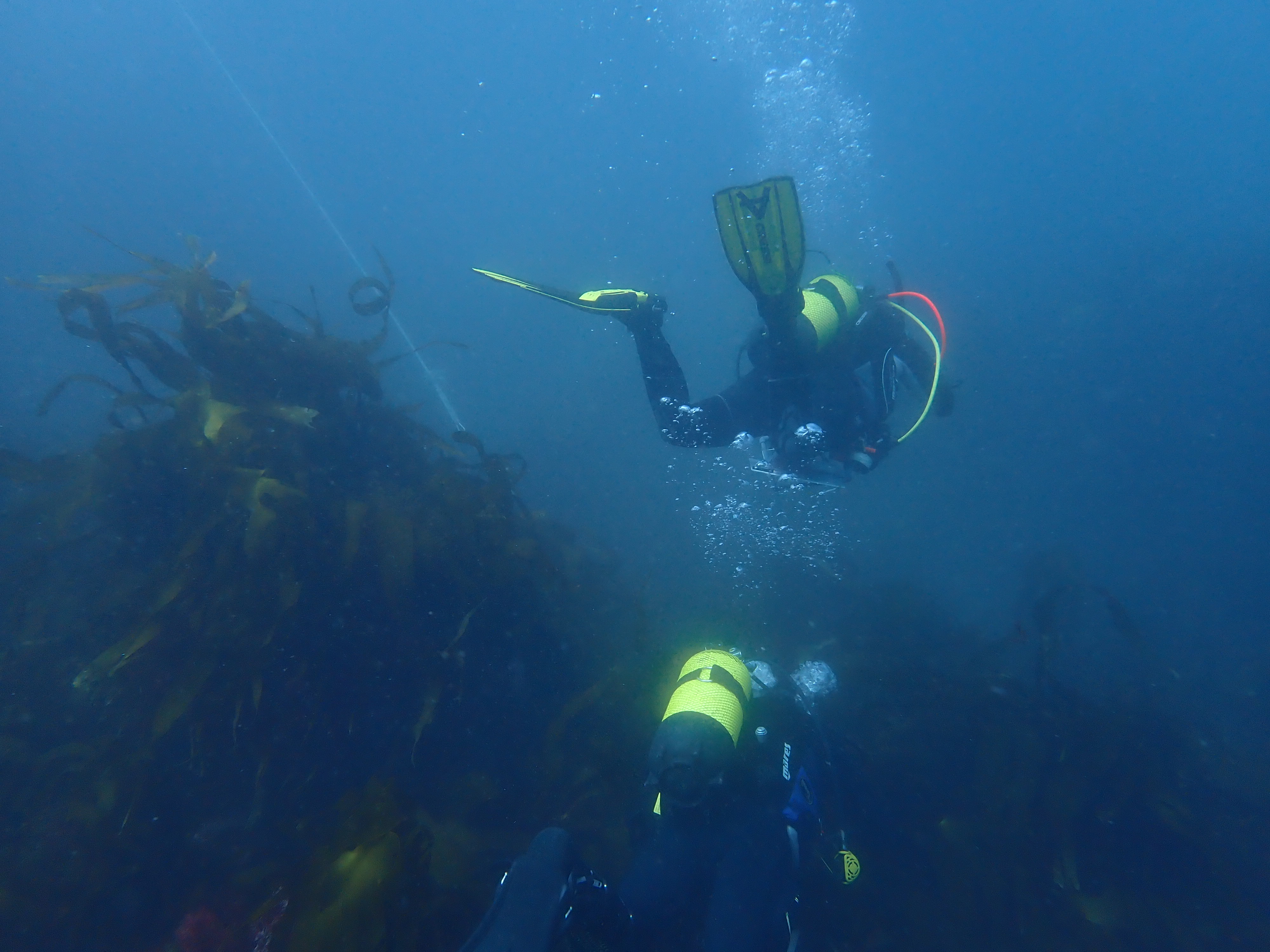 Muestreo en hábitat de 'Laminaria ochroleuca' en Santa Mariña, La Coruña. Imaagen: Jose Antonio Caballero.