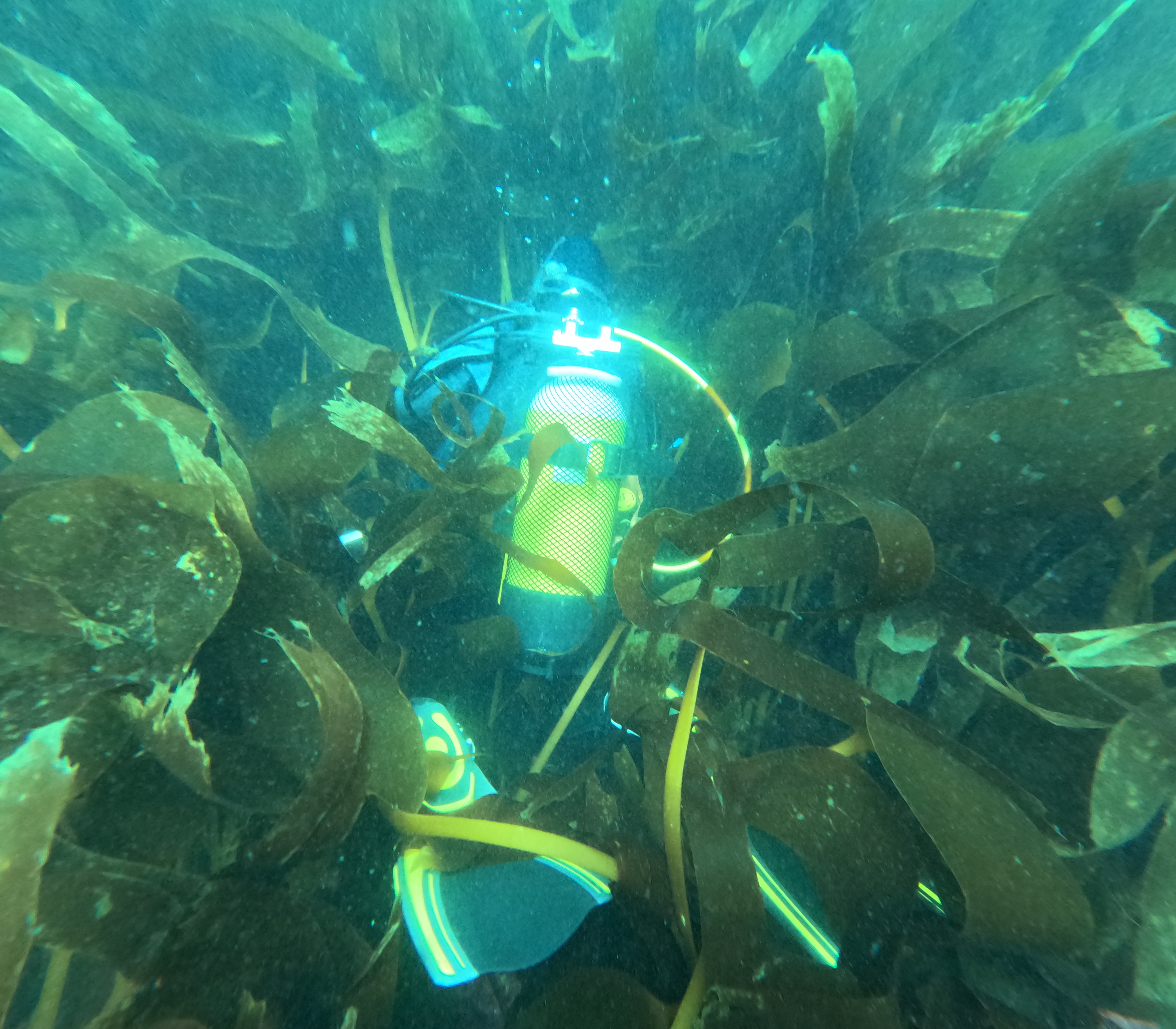 Muestreo en hábitat de 'Saccorhiza polyschides' en la Isla de Ons, Pontevedra. Imagen: Ana Aja.
