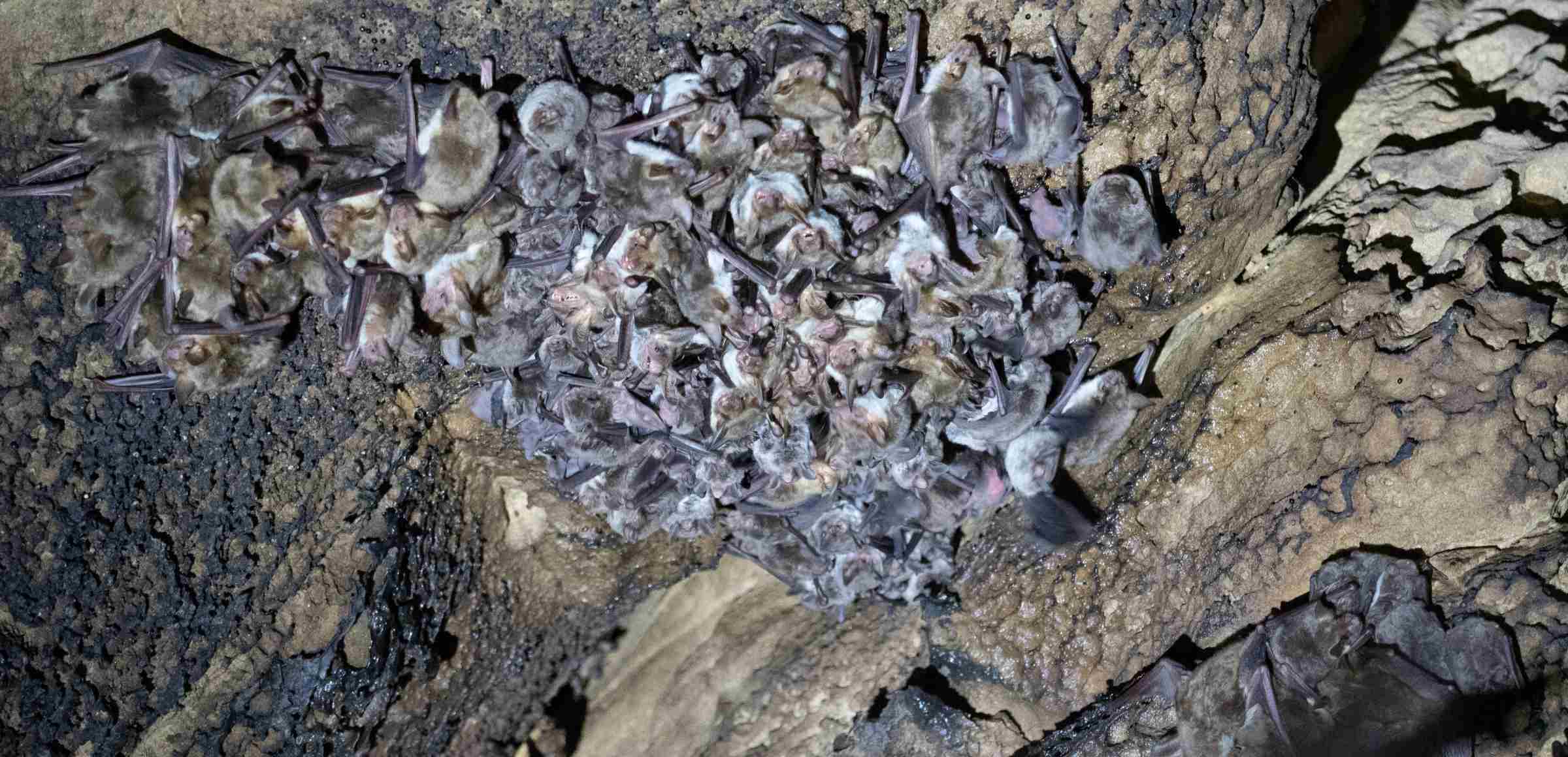 Grupo de murciélagos. Foto: David Guixé / CTFC
