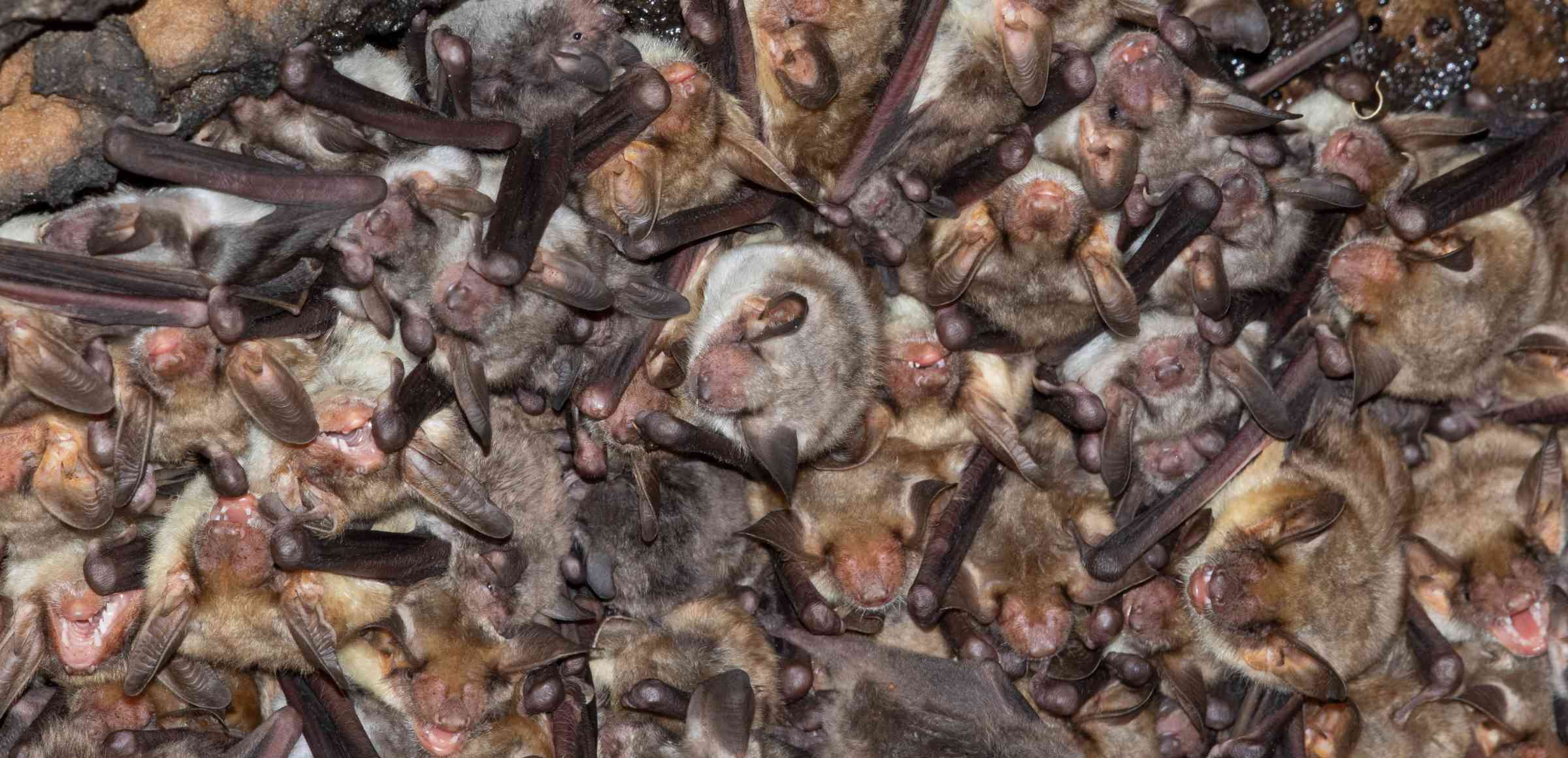 Colonia de murciélagos en una cueva. Foto: David Guixé / CTFC